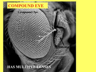 COMPOUND EYE HAS MULTIPLE LENSES 