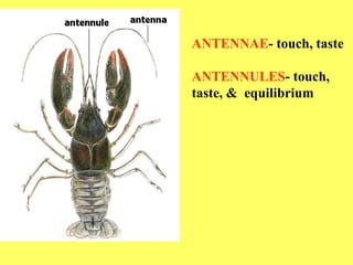 ANTENNAE - touch, taste ANTENNULES - touch, taste, &  equilibrium 