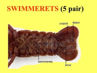 SWIMMERETS  (5 pair) 