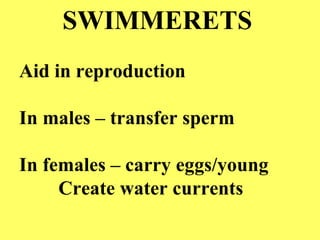 SWIMMERETS Aid in reproduction In males – transfer sperm In females – carry eggs/young Create water currents 