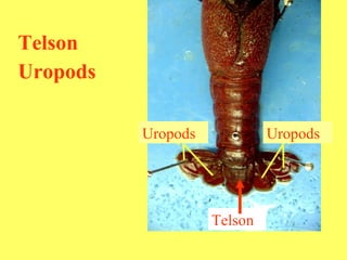 Telson Uropods Telson Uropods Uropods 