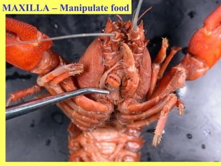 MAXILLA – Manipulate food 