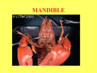MANDIBLE 