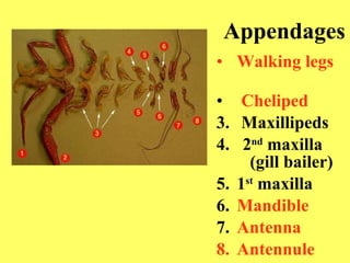 Appendages Walking legs   Cheliped   3.  Maxillipeds 4.  2 nd  maxilla    (gill bailer) 5.  1 st  maxilla 6.  Mandible 7.  Antenna Antennule 