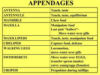 APPENDAGES ANTENNA Touch, taste ANTENNULE Touch, taste, equilibrium MANDIBLE Chew food MAXILLA Manipulate food  Last pair “bailers”-    Move water over gills MAXILLIPEDS Touch, taste, manipulate food CHELIPED Capture food, defense WALKING LEGS Locomotion,  move water over gills SWIMMERETS Move water over EGGS, transfer sperm (males)  carry young/eggs (females) UROPOD Propulsion during tailflips 