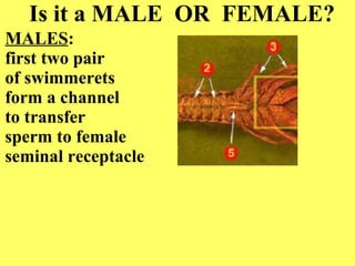 Is it a MALE  OR  FEMALE? MALES :  first two pair  of swimmerets  form a channel  to transfer  sperm to female  seminal receptacle 