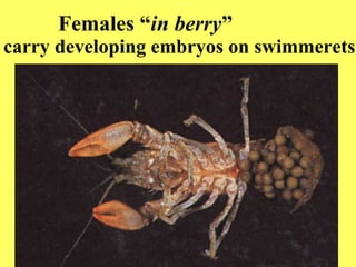 Females “ in berry ” carry developing embryos on swimmerets 