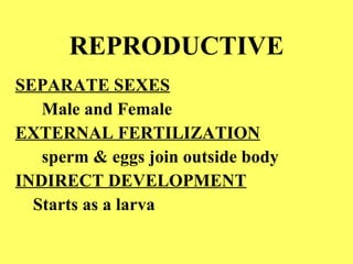 REPRODUCTIVE SEPARATE SEXES Male and Female EXTERNAL FERTILIZATION sperm & eggs join outside body INDIRECT DEVELOPMENT Starts as a larva 
