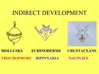 INDIRECT DEVELOPMENT MOLLUSKS  ECHINODERMS  CRUSTACEANS TROCHOPHORE BIPINNARIA NAUPLIUS 