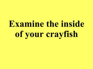 Examine the inside of your crayfish 