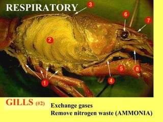 GILLS  (#2) RESPIRATORY Exchange gases Remove nitrogen waste (AMMONIA) 