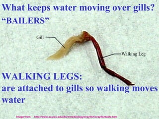 What keeps water moving over gills?  “ BAILERS”  WALKING LEGS:  are attached to gills so walking moves water   Image from:  http://www.aa.psu.edu/div/mns/biology/crayfish/crayfishtable.htm 