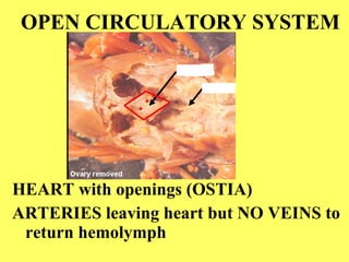 OPEN CIRCULATORY SYSTEM HEART with openings (OSTIA) ARTERIES leaving heart but NO VEINS to return hemolymph 