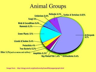 Animal Groups Image from:  http://ology.amnh.org/biodiversity/treeoflife/pages/graph.html 