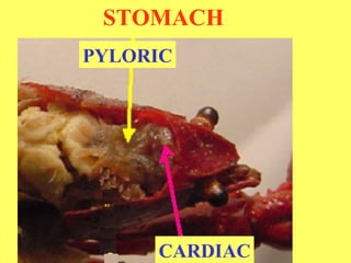 PYLORIC CARDIAC STOMACH 