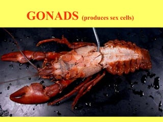 GONADS  (produces sex cells) 