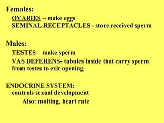 Females:   OVARIES  – make eggs SEMINAL RECEPTACLES  - store received sperm Males: TESTES  – make sperm VAS DEFERENS-  tubules inside that carry sperm  from testes to exit opening ENDOCRINE SYSTEM: controls sexual development Also: molting, heart rate 