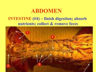 ABDOMEN INTESTINE  (#4) – finish digestion; absorb  nutrients; collect & remove feces 