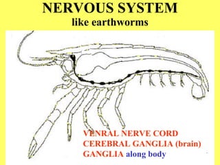 NERVOUS SYSTEM like earthworms VENRAL NERVE CORD CEREBRAL GANGLIA (brain) GANGLIA  along body 