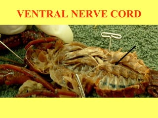 VENTRAL NERVE CORD 