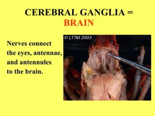 CEREBRAL GANGLIA =  BRAIN Nerves connect  the eyes, antennae,  and antennules  to the brain.   