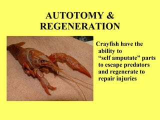AUTOTOMY & REGENERATION Crayfish have the ability to  “self amputate” parts to escape predators and regenerate to repair injuries 