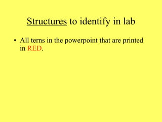 Structures  to identify in lab All terns in the powerpoint that are printed in  RED . 