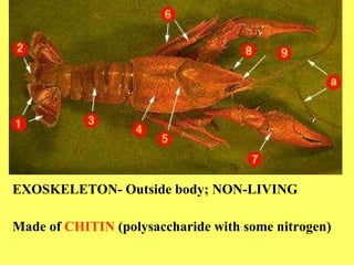 EXOSKELETON- Outside body; NON-LIVING Made of  CHITIN  (polysaccharide with some nitrogen) 