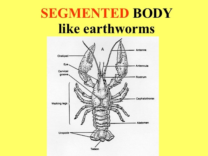 Crayfish dissection