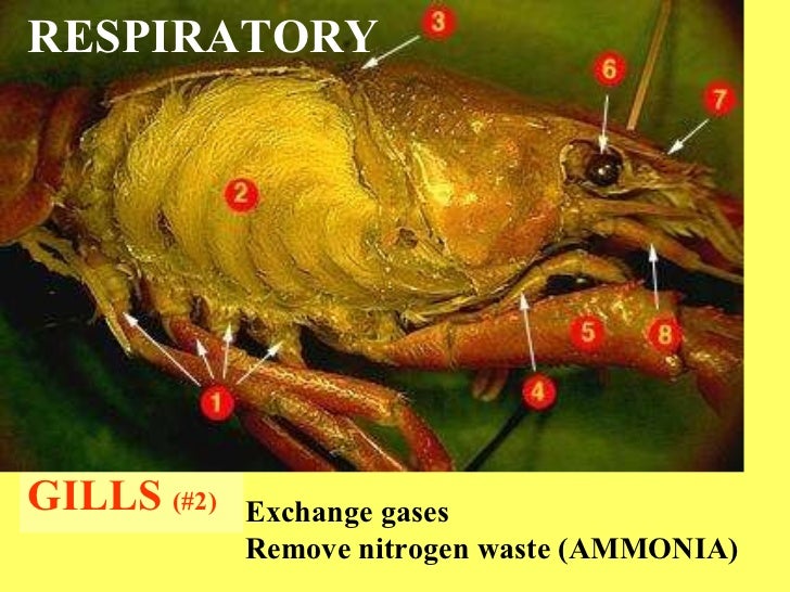 Crayfish dissection