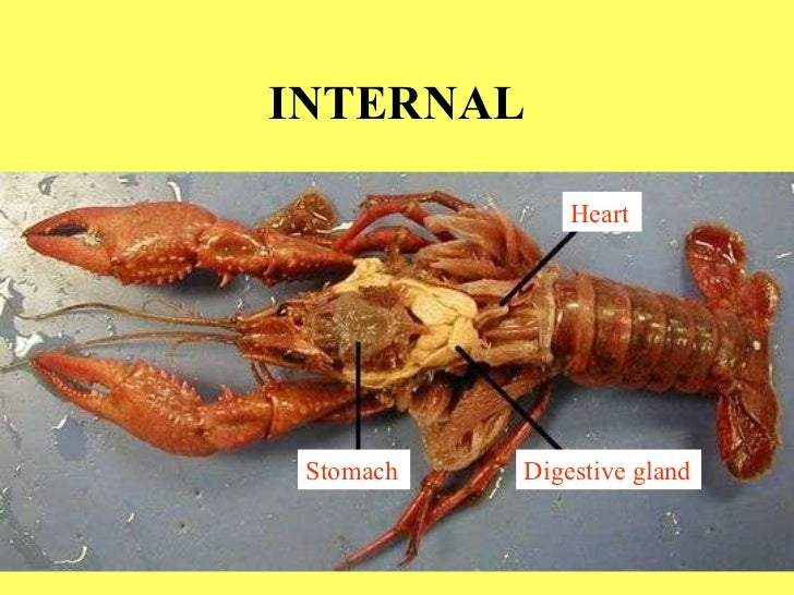 Crayfish dissection