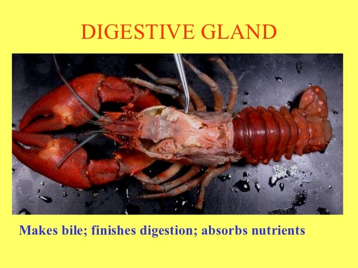Crayfish dissection