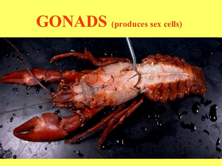 Crayfish labled