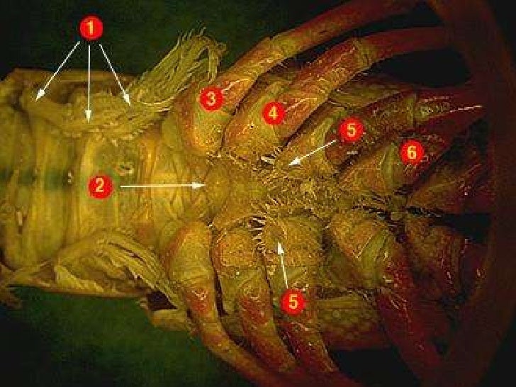 Crayfish dissection diagrams