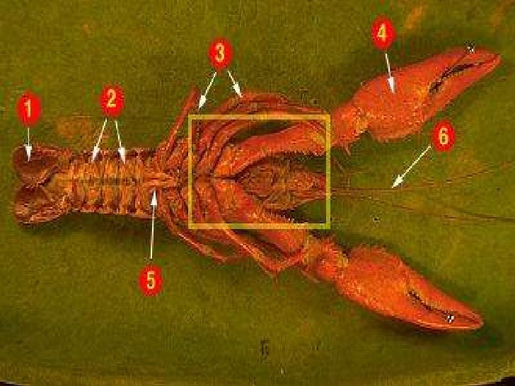 Crayfish dissection labeled