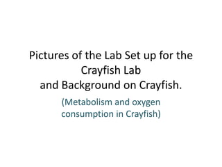 Pictures of the Lab Set up for the
           Crayfish Lab
  and Background on Crayfish.
      (Metabolism and oxygen
      consumption in Crayfish)
 