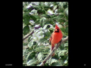 Crazy About Cardinals