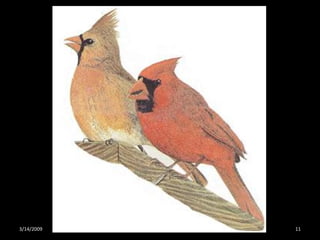 Crazy About Cardinals