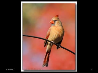 Crazy About Cardinals