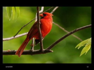 Crazy About Cardinals