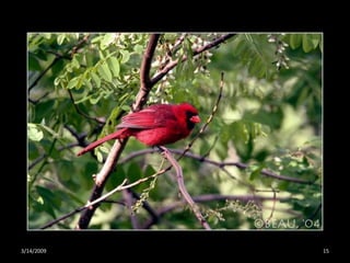 Crazy About Cardinals