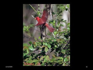 Crazy About Cardinals