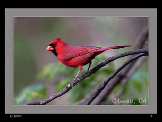 Crazy About Cardinals