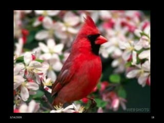 Crazy About Cardinals