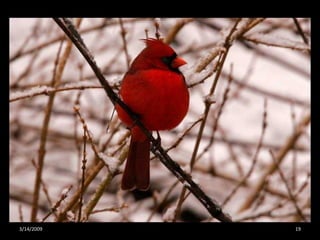Crazy About Cardinals