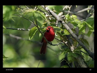 Crazy About Cardinals