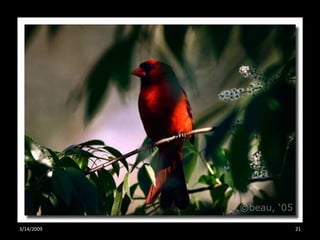 Crazy About Cardinals