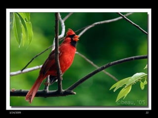 Crazy About Cardinals