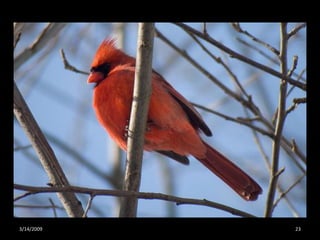 Crazy About Cardinals
