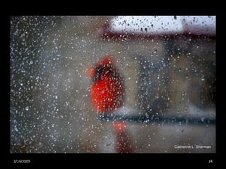 Crazy About Cardinals